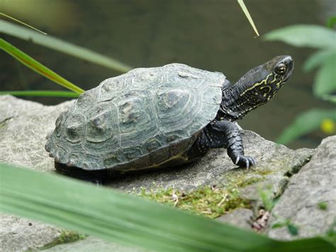 草龜|草龜（Chinese Pond Turtle）的壽命沒有你想的那麼長